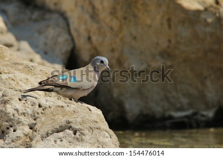 Emerald spotted Dove - Wild Bird Background from Africa - Beautiful spots of the green wonder of peace