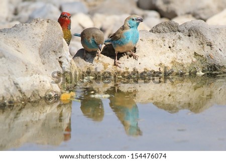 Blue Waxbill - Wild Bird Background from Africa - Reflection of beautiful blue.