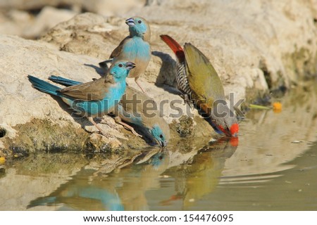 Blue Waxbill - Wild Bird Background from Africa - Drinking water is a fine art, and color is given