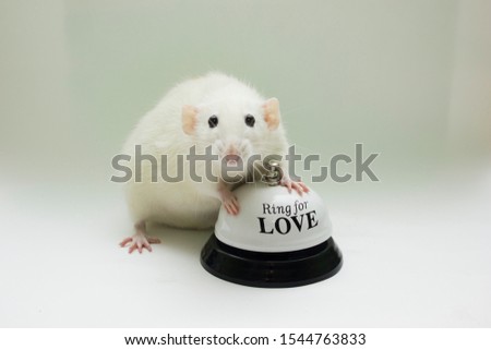 White decarative rat posing for New Year's photo.
