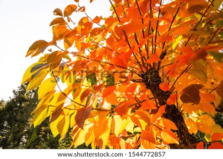 Vibrant Orange Colorful Leaves on Autumn Trees. Foliage.