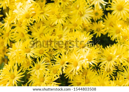 bright beautiful yellow chrysanthemum flowers bloom on a Sunny day in the garden. flower background