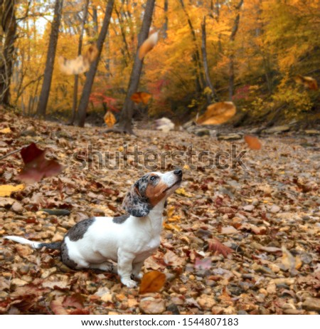 Young white dapple piebald dachshund puppy dog playing with leaves in autumn.