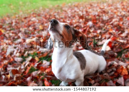 Young white dapple piebald dachshund puppy dog playing with leaves in autumn looking up into the sunny sky.