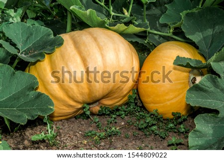 Pumpkin (Cucurbita pepo) in vegetable garden Royalty-Free Stock Photo #1544809022