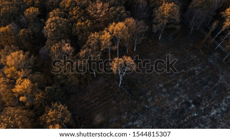 Drone view from above of a colorful autumn forest with large trees in moody sunset color tones. Fall tree texture pattern background. Idyllic peaceful nature landscape of moody forest. Harz Mountains