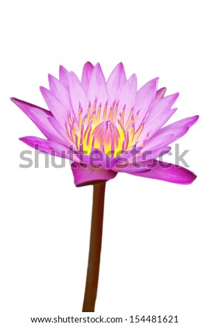 Tropical Lotus Flowers