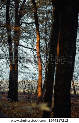 Single tree illuminated by sunset light in the dark forest. National Park Harz, Germany