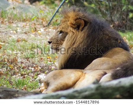 Portrait of a lion in the Bronx zoo, observing its habitat. Leon locked in a well kept zoo. Lions from Africa. Animal life Wild. Wildlife.