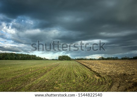Young green plants on the field, dark clouds on the sky