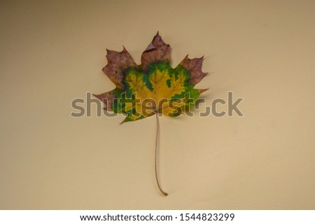 Isolated single autumn leaf on pale yellow background, gradient color, beautiful yellow, green and orange leaf, copy space, flat lay