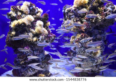 Close-up photo of a swimming fishes, corals and sand in the water