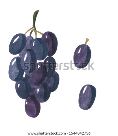 Set of purple grape berries, hand drawn watercolor illustration