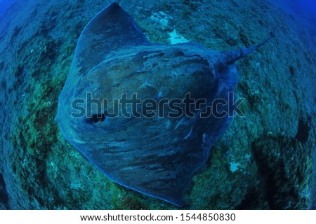 under water eagle ray photo