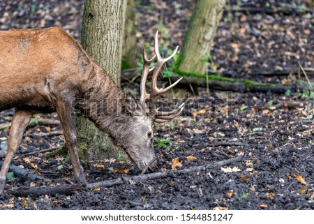 red deer male with the large face on his head sniffing between the leaves and the mud looking for food