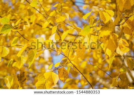 yellow birch autumn leaves, fall background