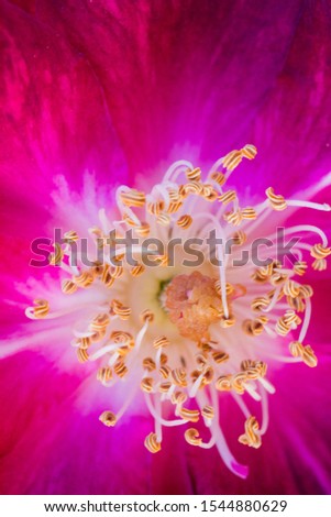 Close up of cosmos flower colorful dramatic seed flower