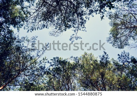 Crowns of sequoia trees, blue sky, background, copy space, top from below