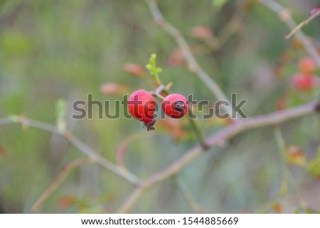 Rose hips on a branch Royalty-Free Stock Photo #1544885669