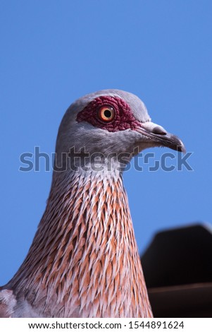 Speckled Pigeon Close up View