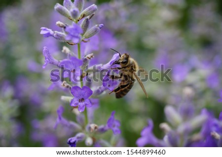 A picture of bee sitting on the lavender flower in the garden with blurred purple background 