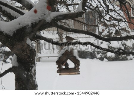 Bird house in winter.  Surviving a harsh winter is also for our outdoor creatures, who still have to eat to survive.