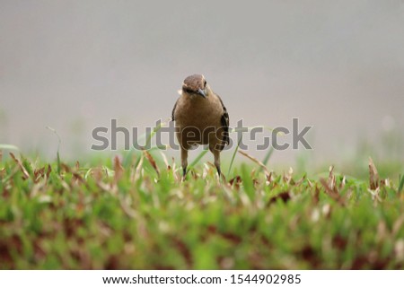 Wild bird of the field, mimus saturninos, on a green lawn.