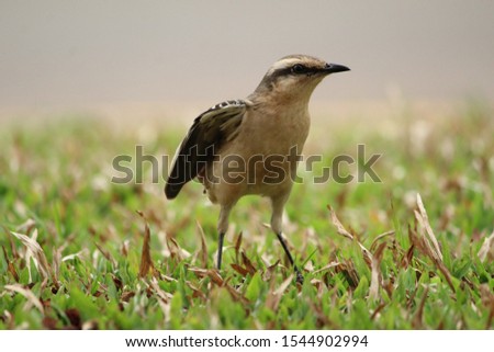 Wild bird of the field, mimus saturninos, on a green lawn.
