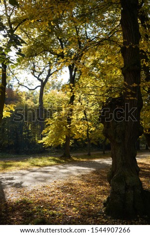 19-10-14 Autumn afternoon in the Royal park Hvezda in Prague. Romantic alley of golden trees.