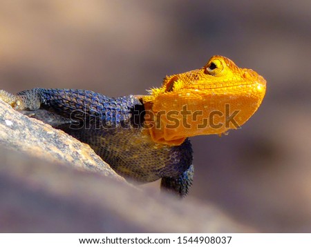 Picture of a gekko in Namibia