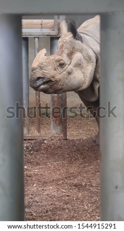 the world's largest and most dangerous animal, the rhino