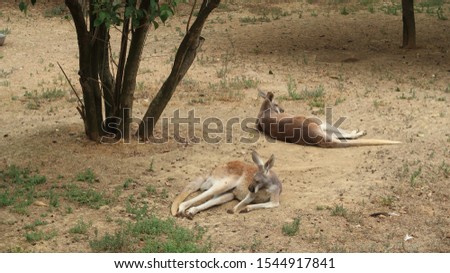 a flock of gazelles and deer with ornate roe deer in them