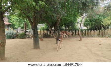 a flock of gazelles and deer with ornate roe deer in them