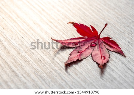 Autumn background, red maple leaf with water drops in sunlight on wooden plate

