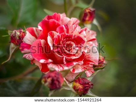 two-color roses, natural beauty, view
