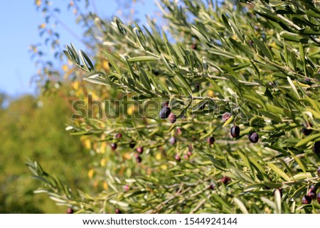 Organic olives on a tree. Selective focus.
