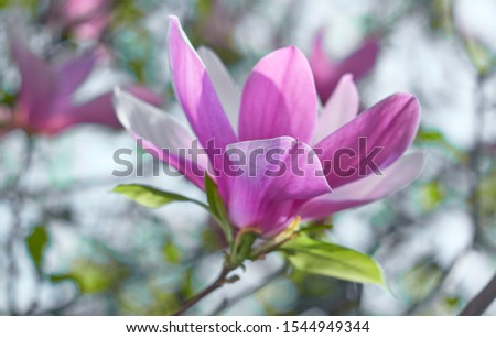 Beautiful flower Magnolia bloom on background of blurry Magnolia flowers on Magnolia tree. Nature.