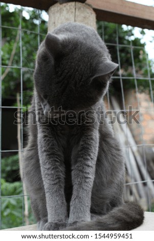 Burmese cat British cat gray