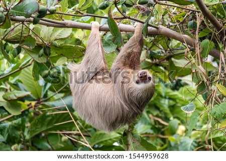 Hoffman’s Two-toed Sloth (Choloepus Hoffmanni) in the wild, Cahuita, forest of Costa Rica, Latin America Royalty-Free Stock Photo #1544959628