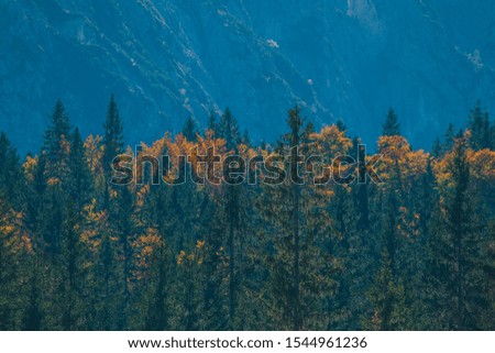 A row of trees forming a line of forest in autumn with fir and larches, over a rocky mountaneous background