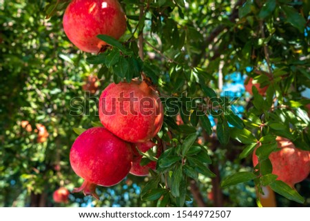 Pomegranate, pomegranate fruits are on tree branch
