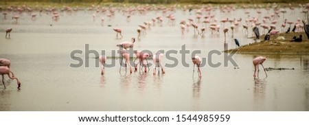 Flamingos - Lobito, Benguela Angola