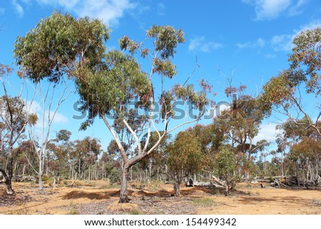 Gravel clearing near the Crooked Brook wild flower park  near Dardanup west Australia  with eucalypt regrowth in early  spring.