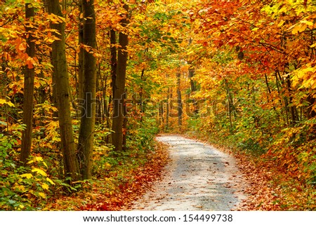 Pathway in the colorful autumn forest