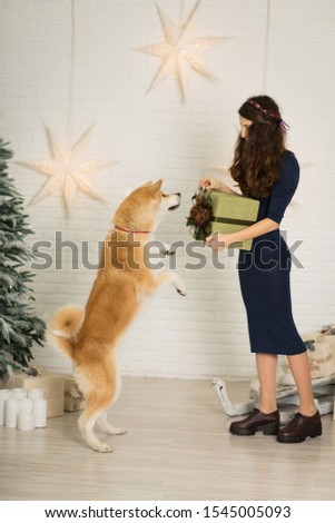 Merry Christmas and Happy New Year. The girl give Christmas present in box to her dog breed akita inu.