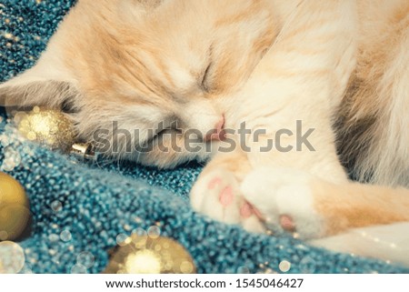 Cute cream cat sleeps on a plaid next to Christmas decorations