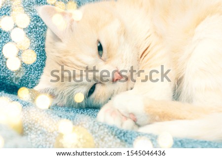 Cute cream cat sleeps on a plaid next to Christmas decorations, high key image