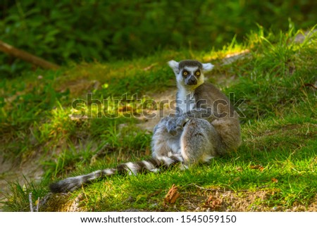 Ring-tailed lemur (Lemur catta) sitting on the ground on its tail 