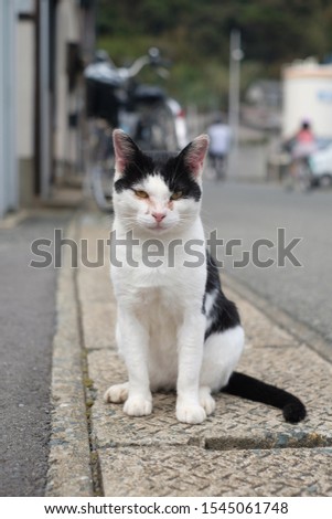 a black and white cat in ainoshima staring at you