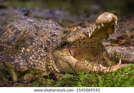Wildlife crocodile in natural habits.  